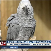 Swearing Parrot