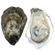 Virginicas Oyster