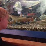 Aquarium