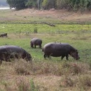 Liwonde Nationalpark