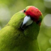 Zealandia Ecosanctuary, Wellington, New Zealand
