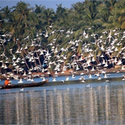 Kadalundi Bird Sanctuary