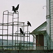 The Birds (The Birds, 1963)