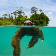 Isla Escudo De Veraguas