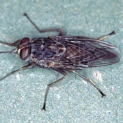 Tsetse Fly