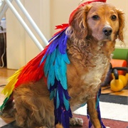 Bird Dog Costume