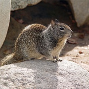 Ground Squirrel