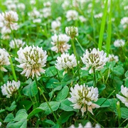 White Clover (Trifolium Repens)