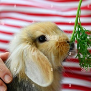 Feed Animals With Parts of Food You Don't Use