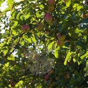 Burrow, Somerset, England