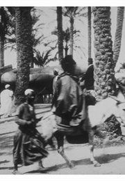 Bourricots Sous Les Palmiers (1897)