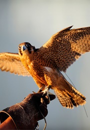 The Second Coming (William Butler Yeats)