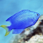 Damselfish
