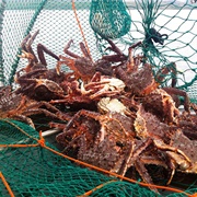 King Crab Safari, Norway
