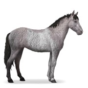 Mouse Grey Tobiano