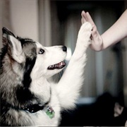 Husky Training Exercises