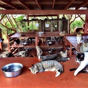 Lanai Cat Sanctuary