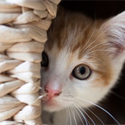 Have a Cat for It's Entire Life