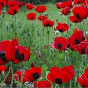 Remembrance Week 2010