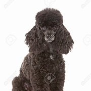 Black Poodle
