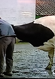 Vlees (Dan Key) (1996)