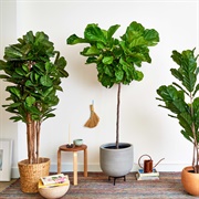 Fiddle Leaf Fig Tree