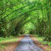 Bamboo Cathedral, Trinidad & Tobago