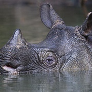 Javan Rhino (Most Endangered Species)
