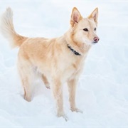 Australian Retriever