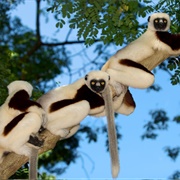 Sifaka Lemurs, Madagascar