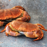 Newlyn Crab