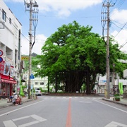 Hinpun Gajumaru, Nago City, Okinawa