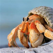 Hermit Crab