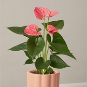 Anthurium