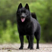 Schipperke