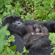 Bwindi Impenetrable Forest, Uganda