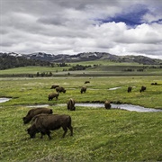 Lamar Valley, Yellowstone National Park