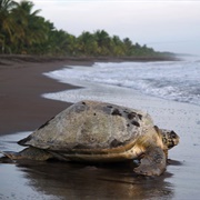 Isla Tortuguero