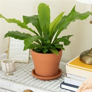 Bird's Nest Fern