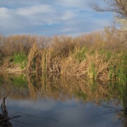 Clark County Wetlands Park