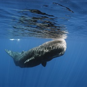 Sperm Whale (Largest Brain)