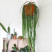 Rhipsalis