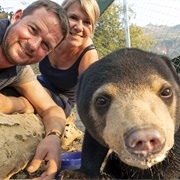 Bears About the House