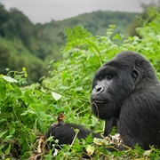 Gorilla Trek in Rwanda