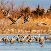 Kearney "Sandhill Crane Capital of the World"