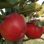 Melrose Apples