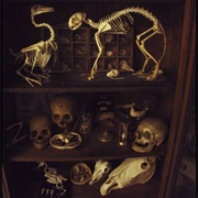 Cupboard of Curiosities