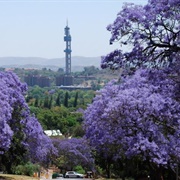 Jacarandas, Pretoria, South Africa