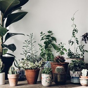 House Plants