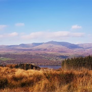Grizedale Forest